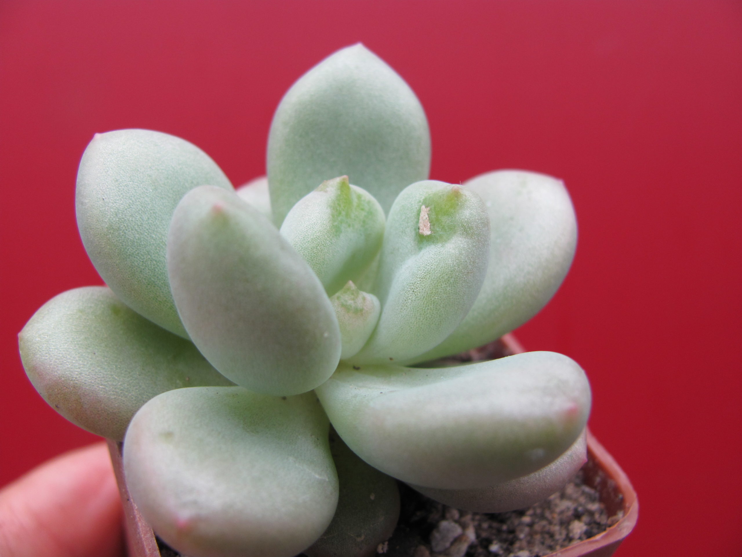 Echeveria Bill  Gates