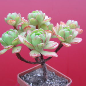 Aeonium sedifolium  hybr.
