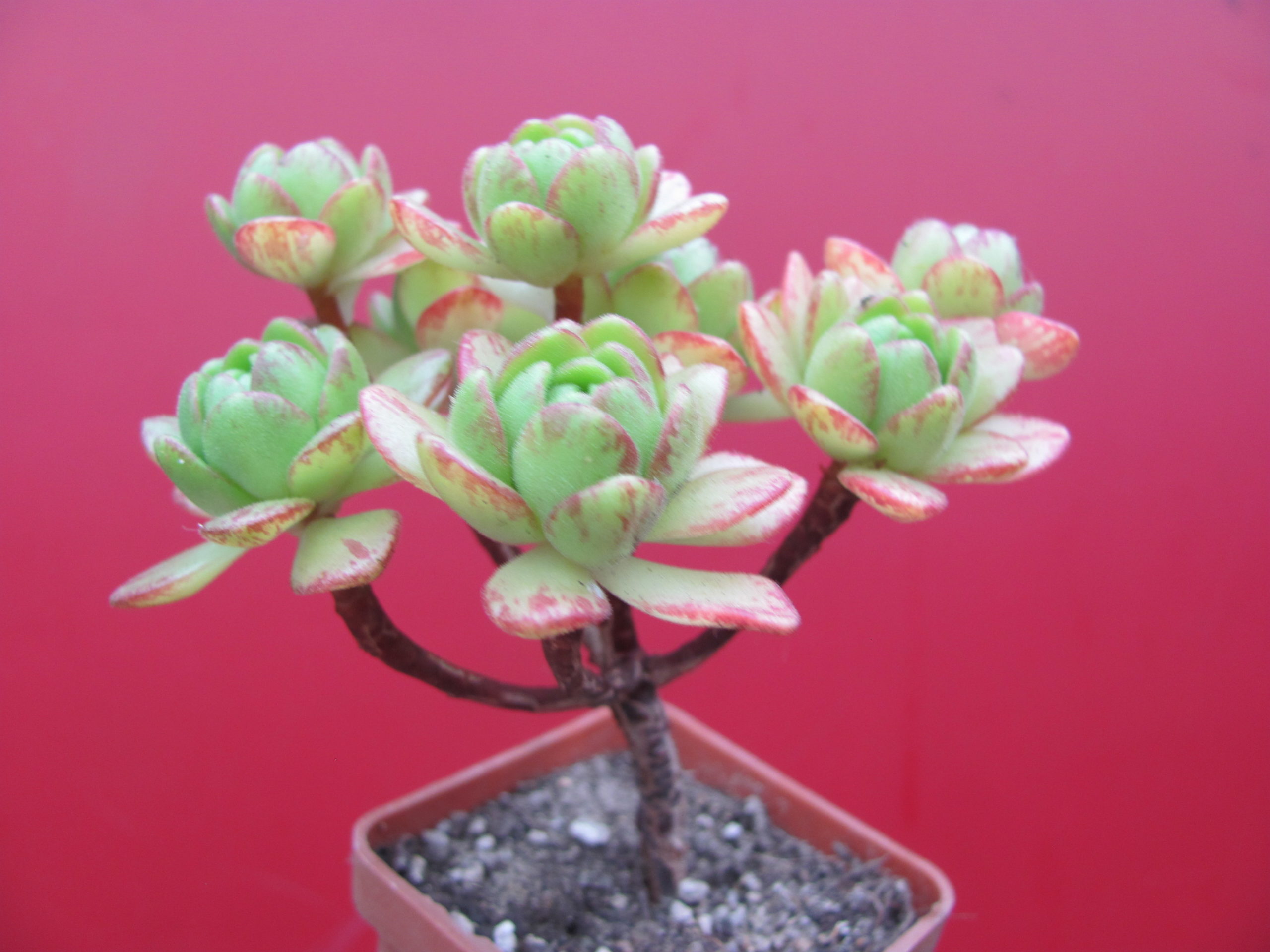 Aeonium sedifolium  hybr.