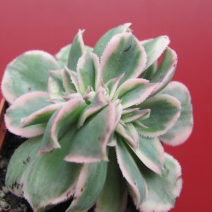 Aeonium Sunburst variegata cristata