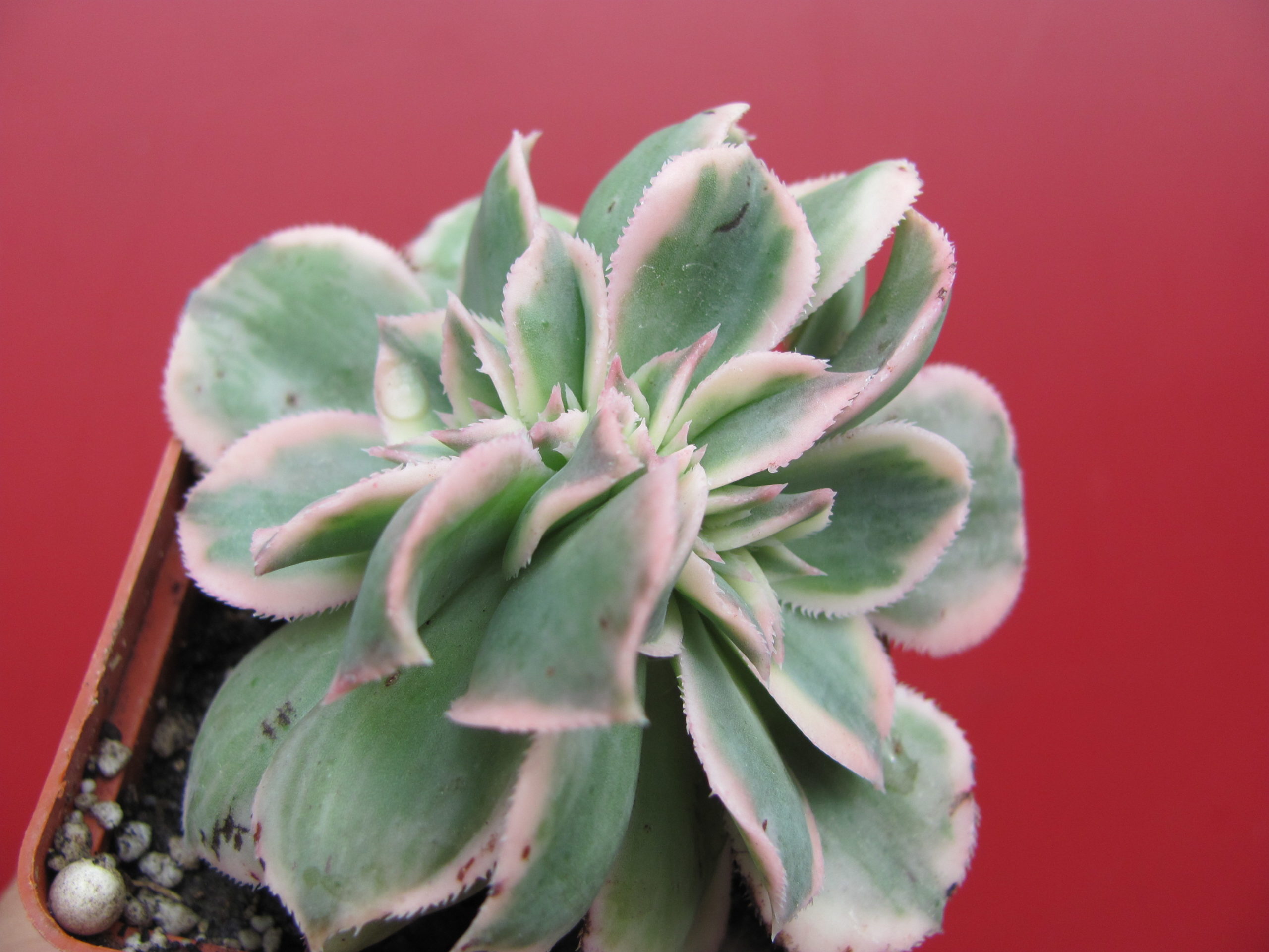 Aeonium Sunburst variegata cristata