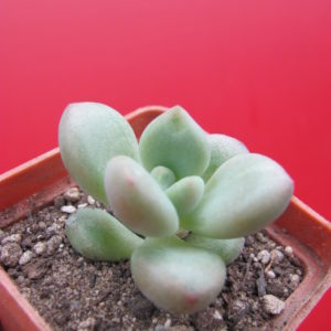 Echeveria Bill Gates