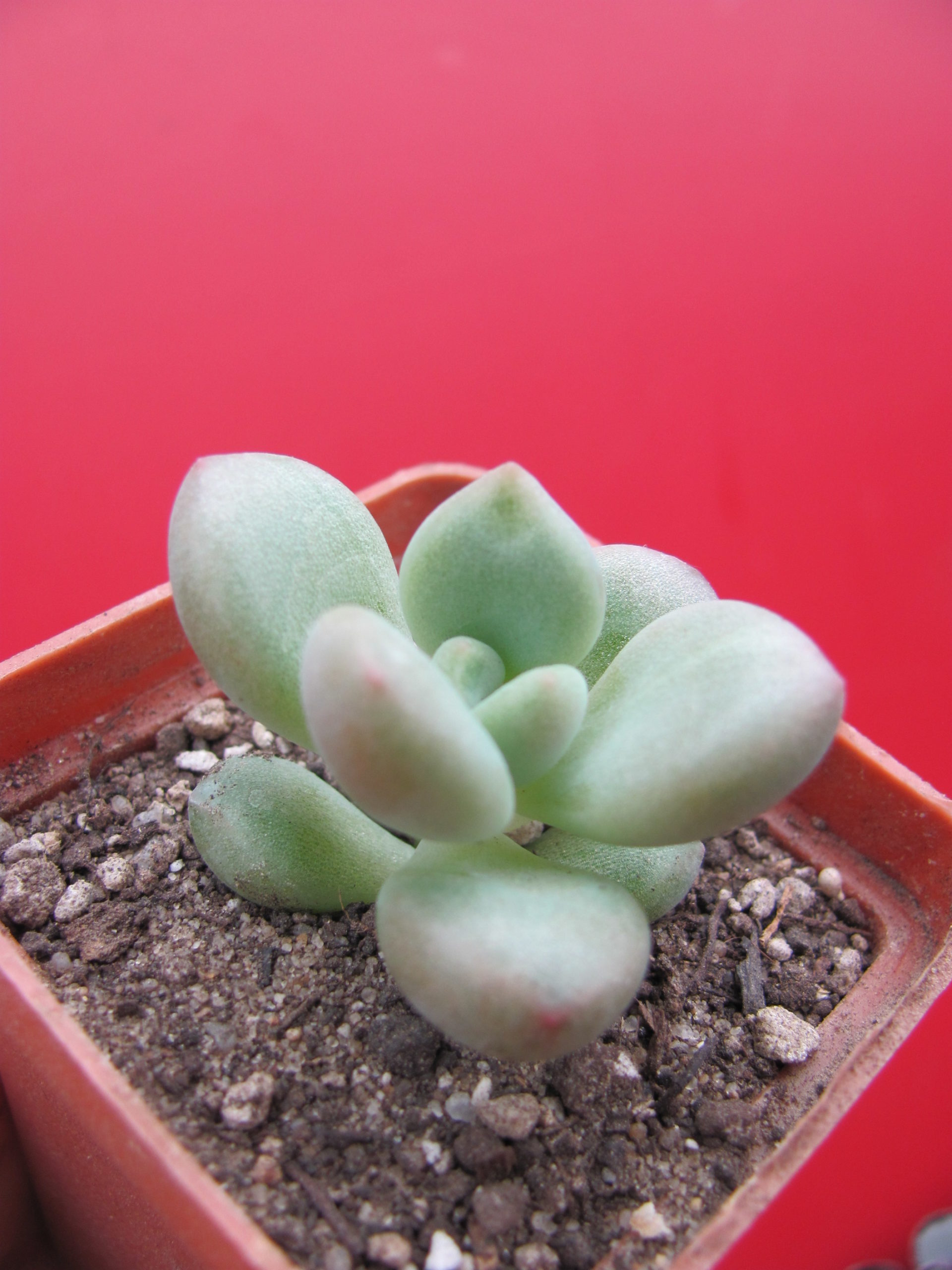 Echeveria Bill Gates