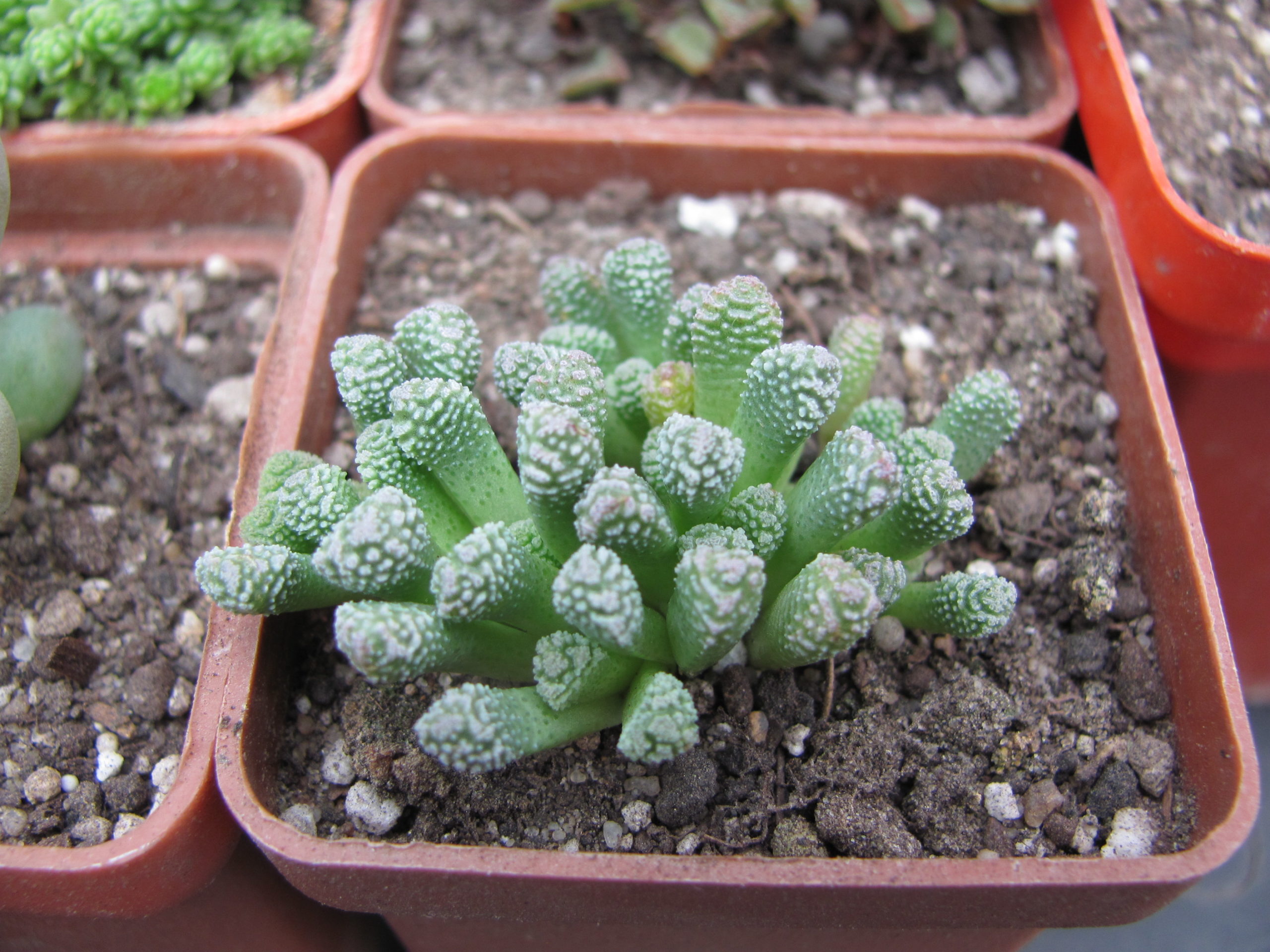 Neohenricia    sibbettii