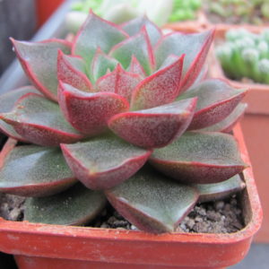 Echeveria  purpusorum  Red   ( hybrid Lipskiy )