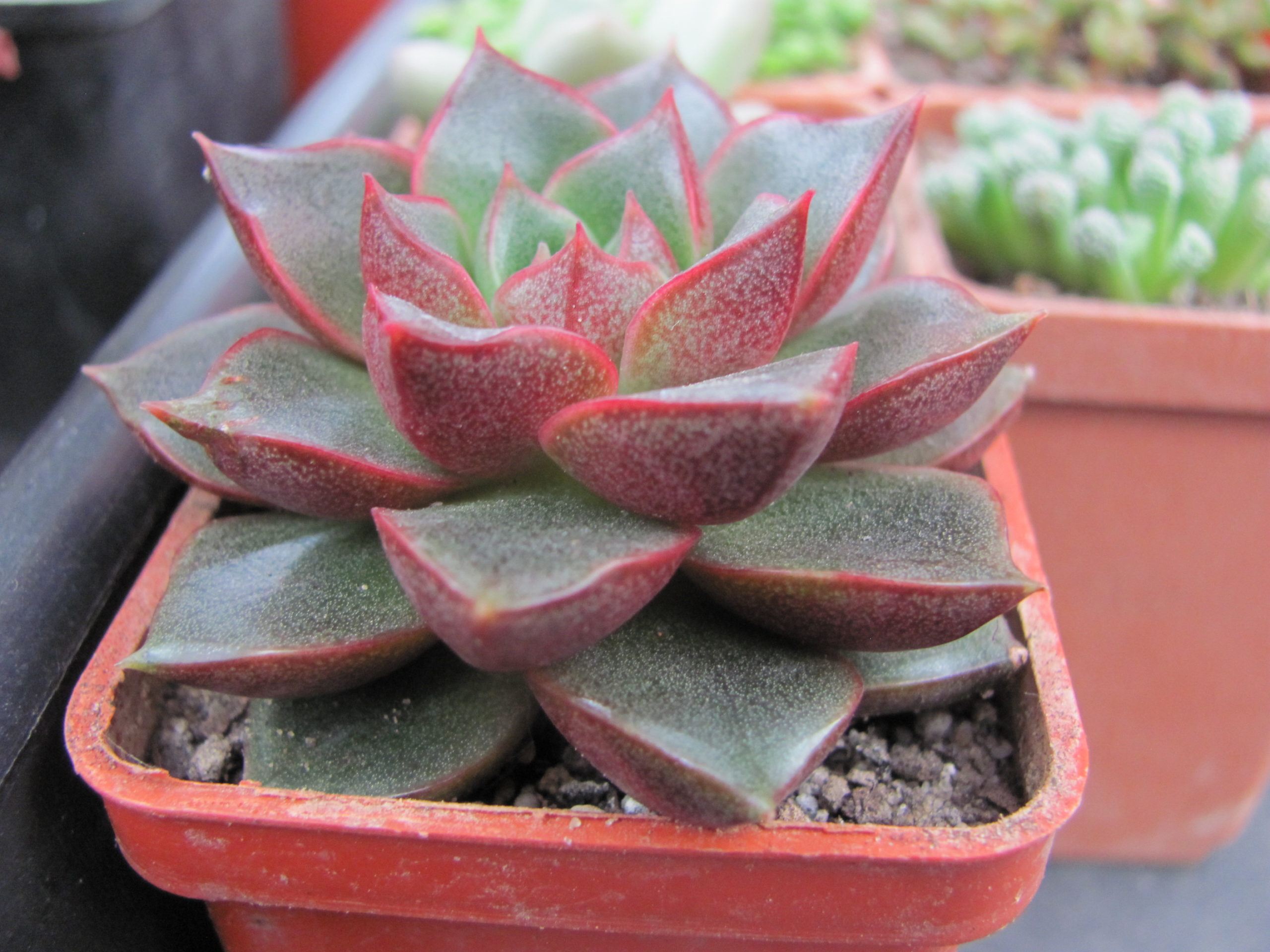 Echeveria  purpusorum  Red   ( hybrid Lipskiy )