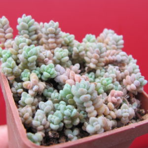Sedum dasyphyllum