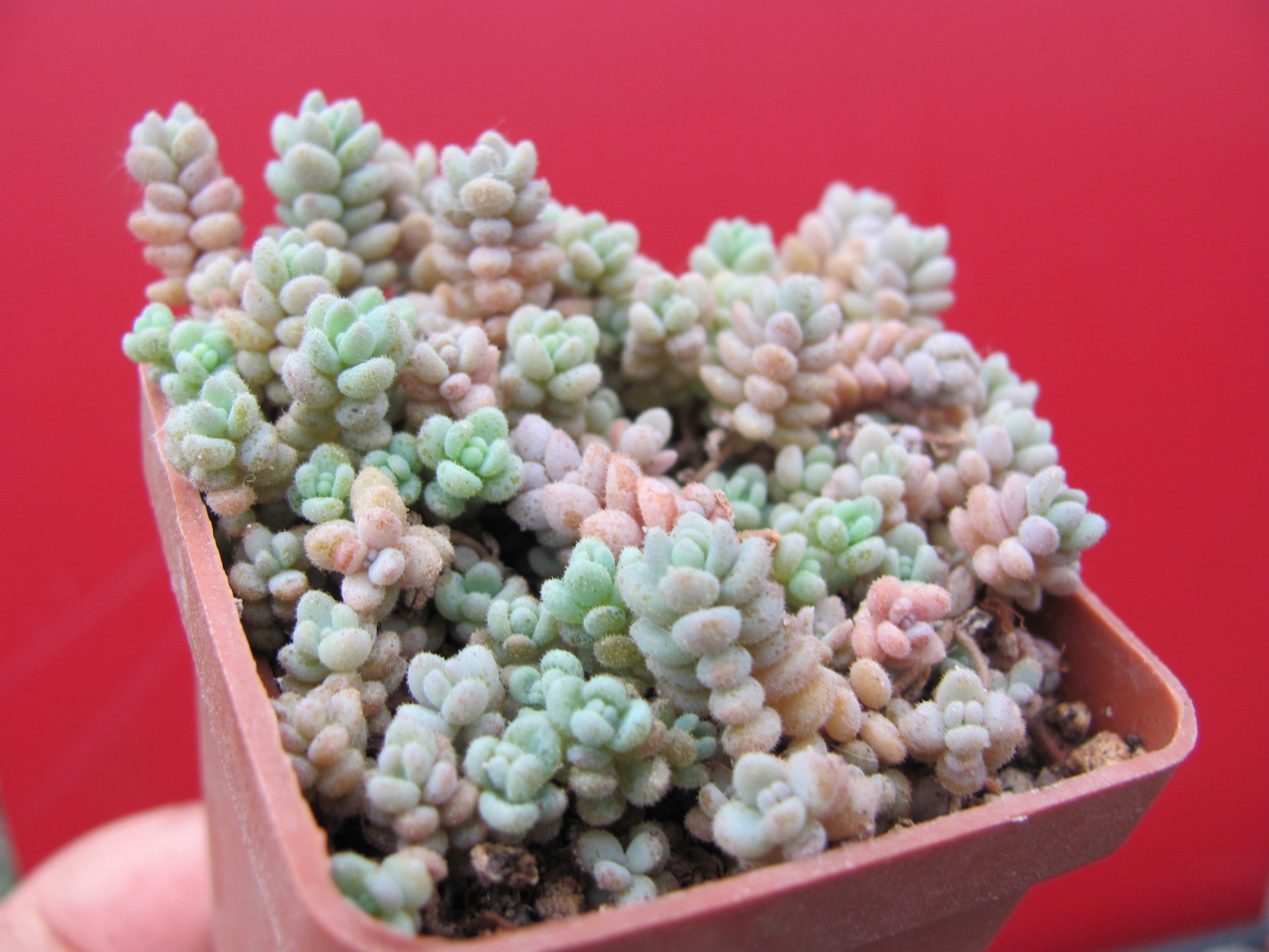 Sedum dasyphyllum