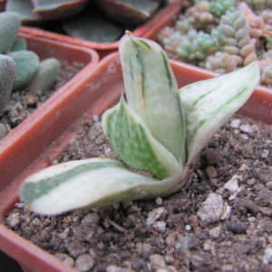 Gasteria   obtusa variegata