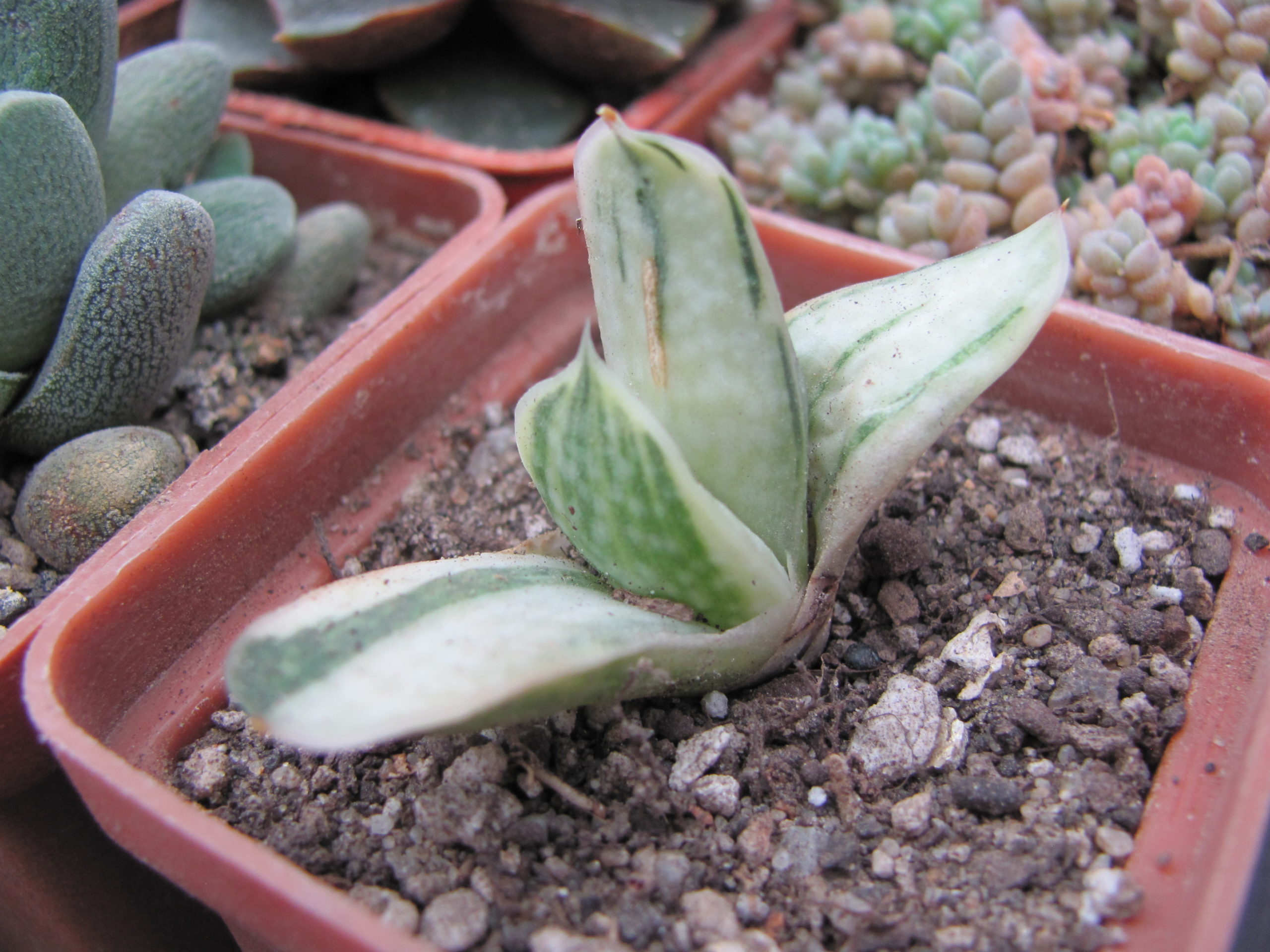 Gasteria   obtusa variegata