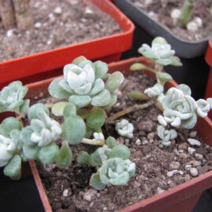 Sedum spathulifolium   *Cape Blanco*