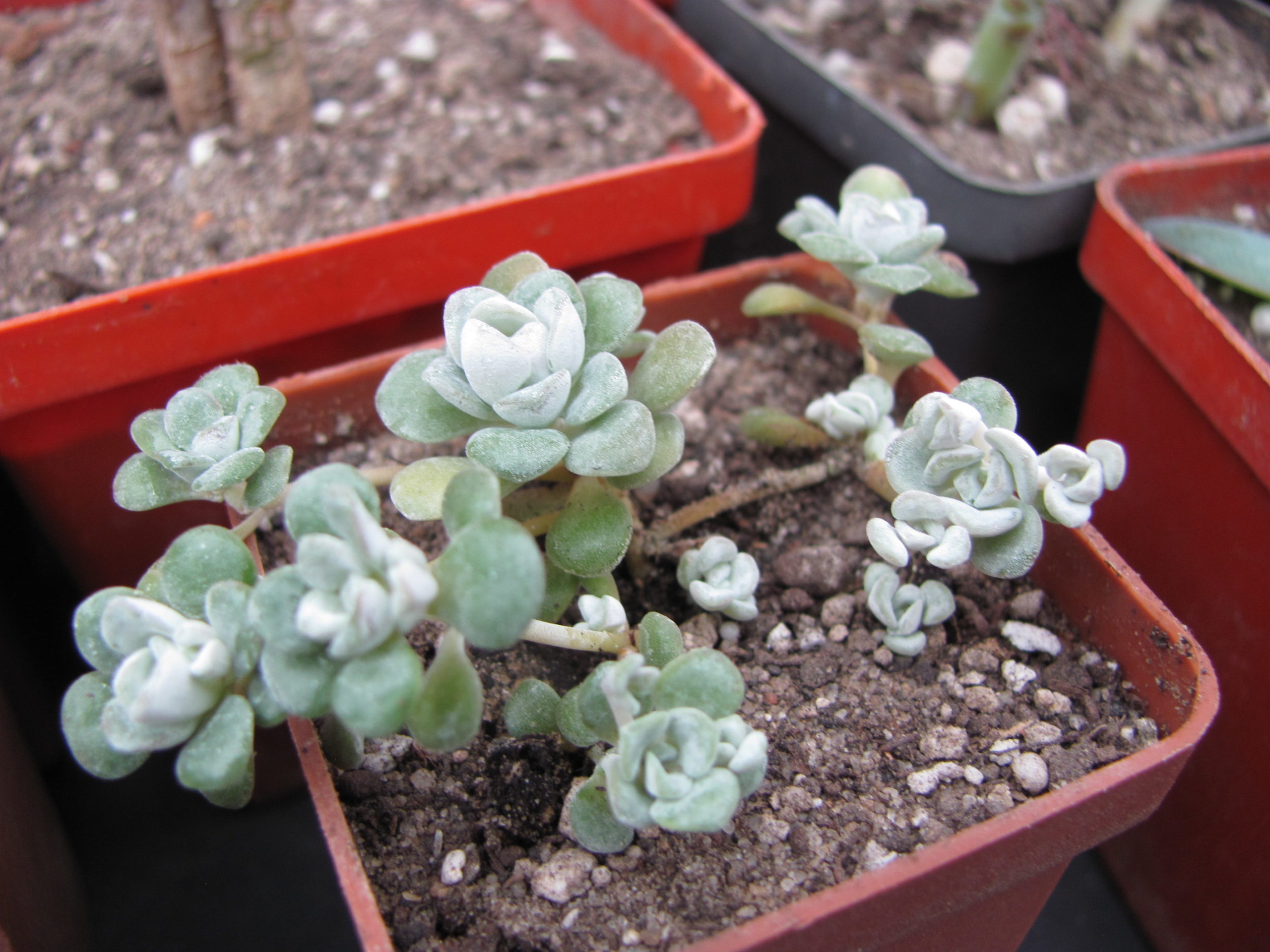 Sedum spathulifolium   *Cape Blanco*