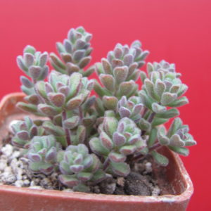 Sedum versadense