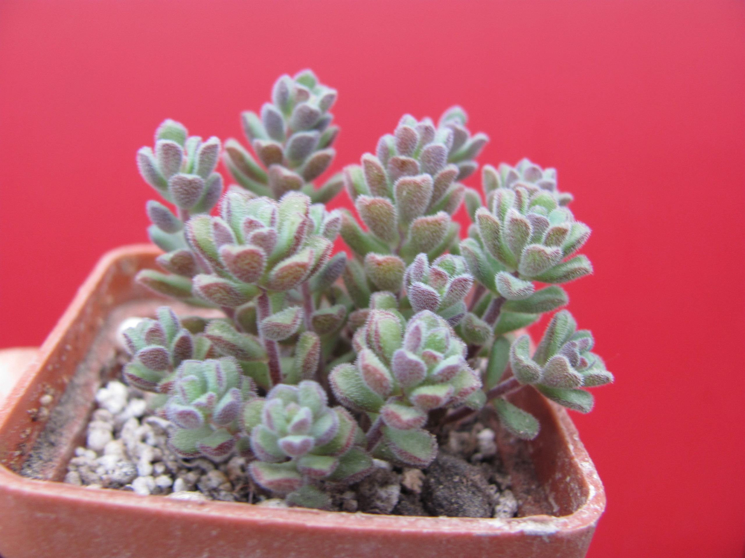 Sedum versadense
