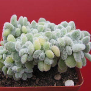 Echeveria Frosty cristata