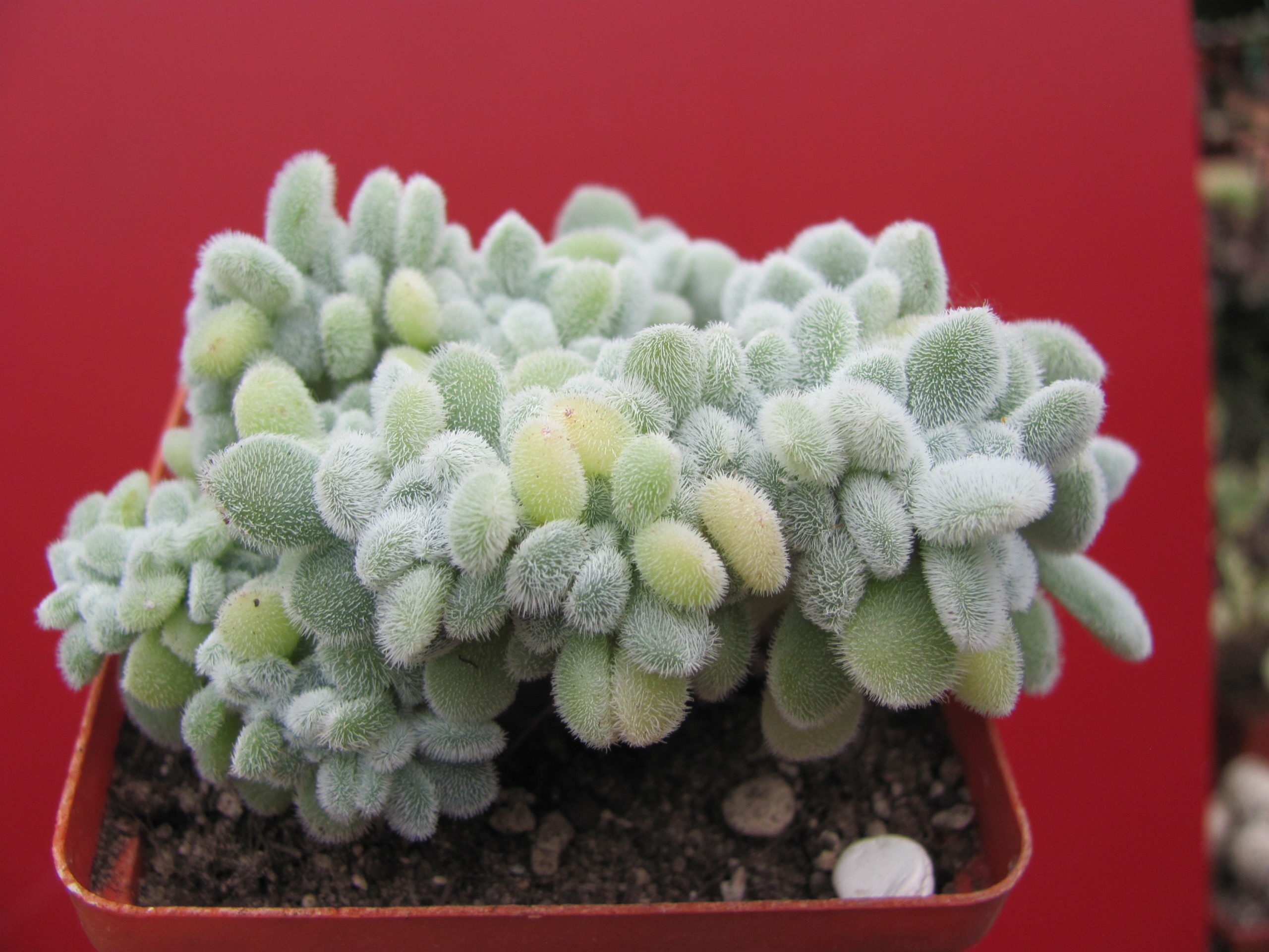 Echeveria Frosty cristata