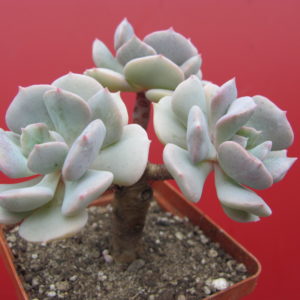 Echeveria Cubic Frost