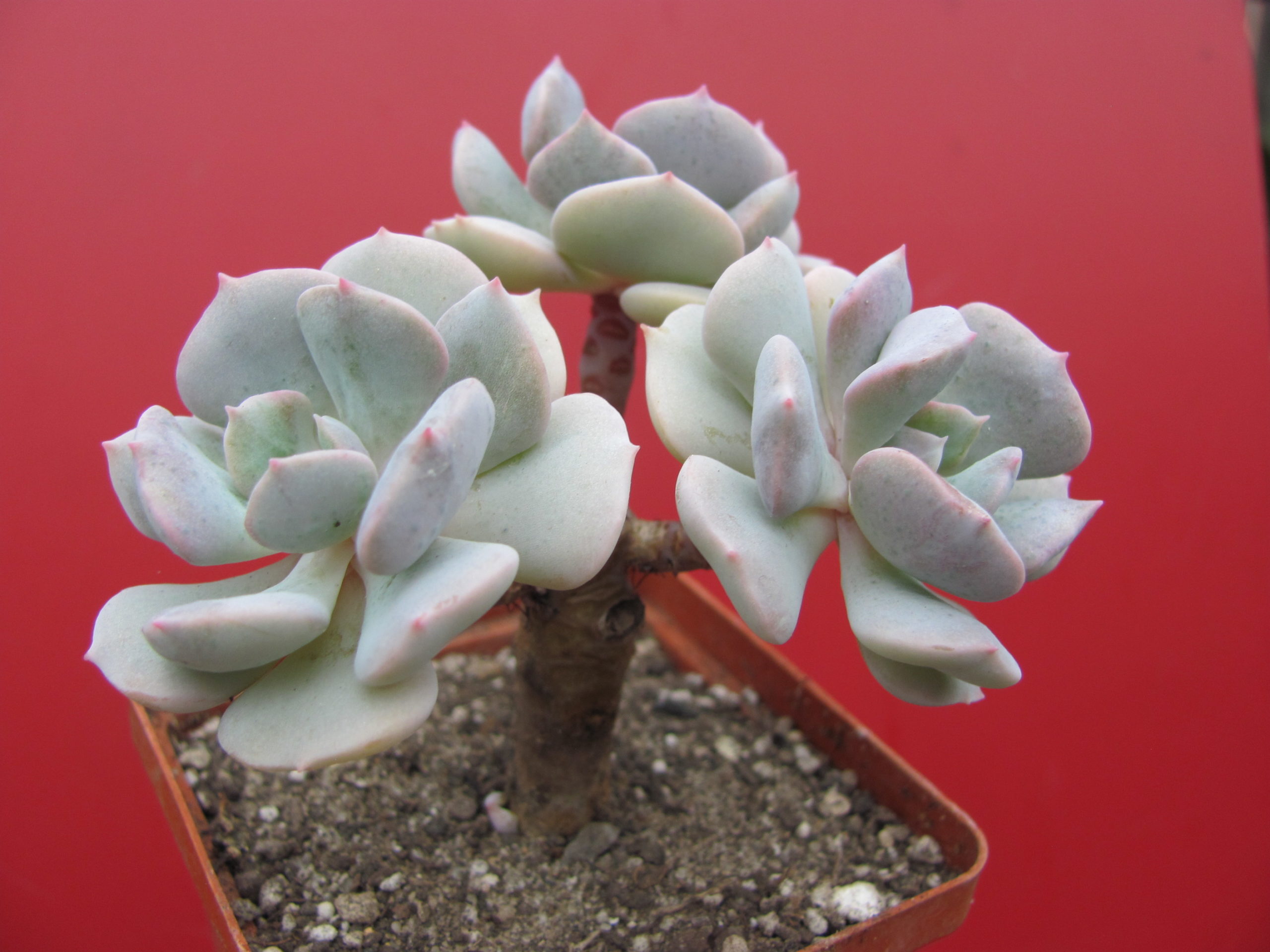Echeveria Cubic Frost