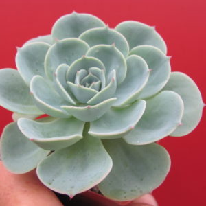 Echeveria Compton Carousel  *Green*