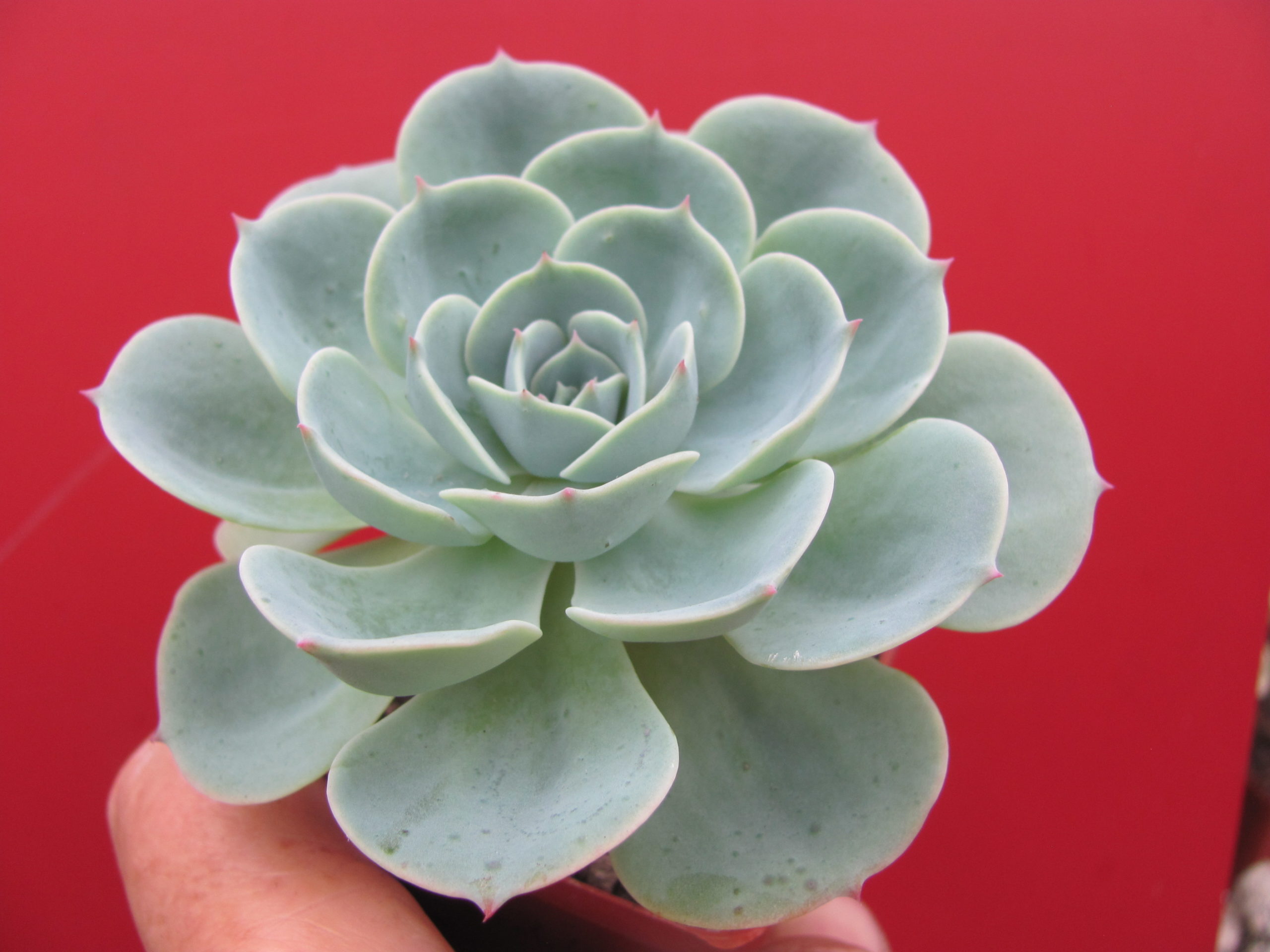 Echeveria Compton Carousel  *Green*