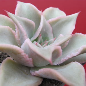 Echeveria    Madiba