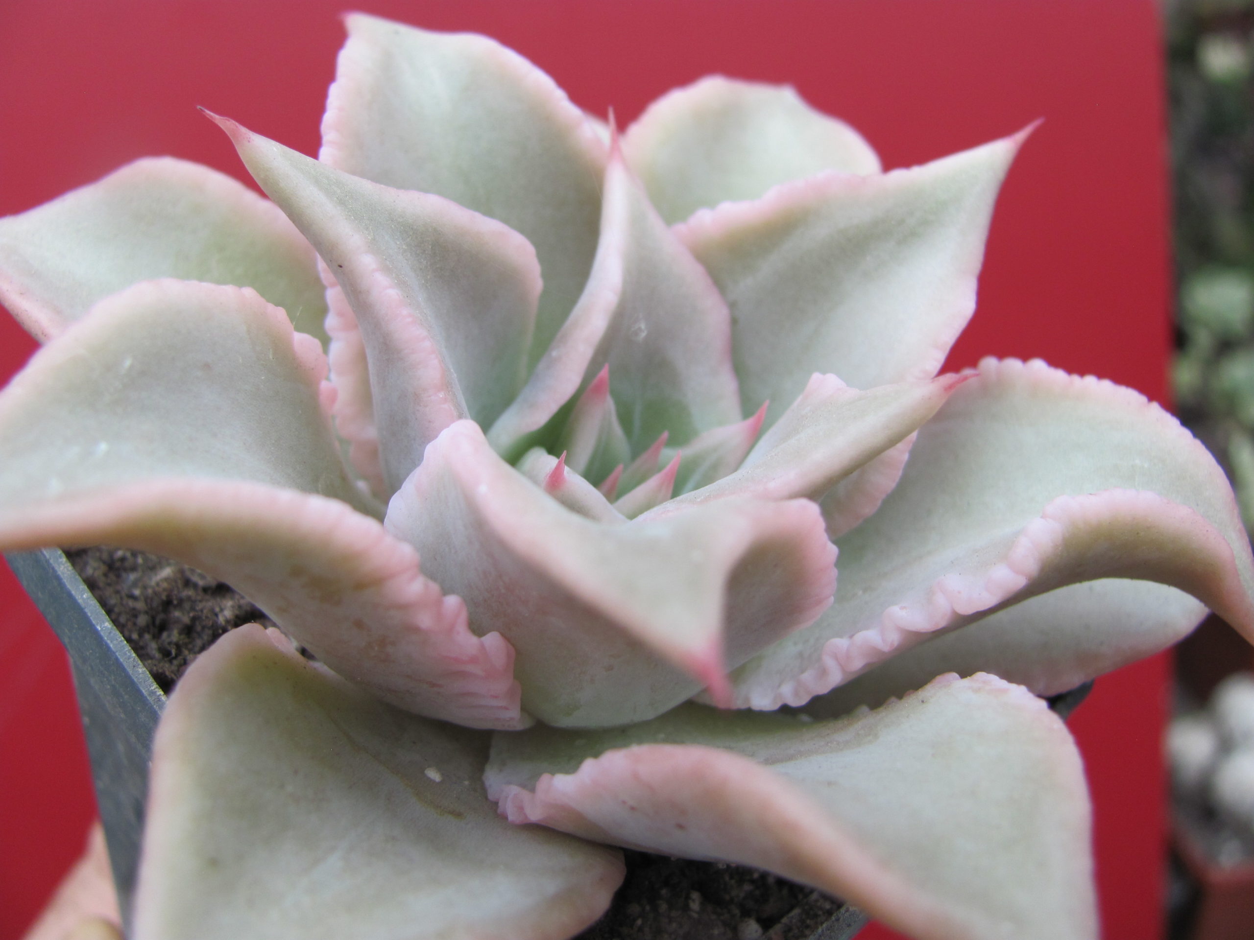 Echeveria    Madiba