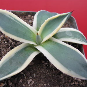 Echeveria   pattonii variegata