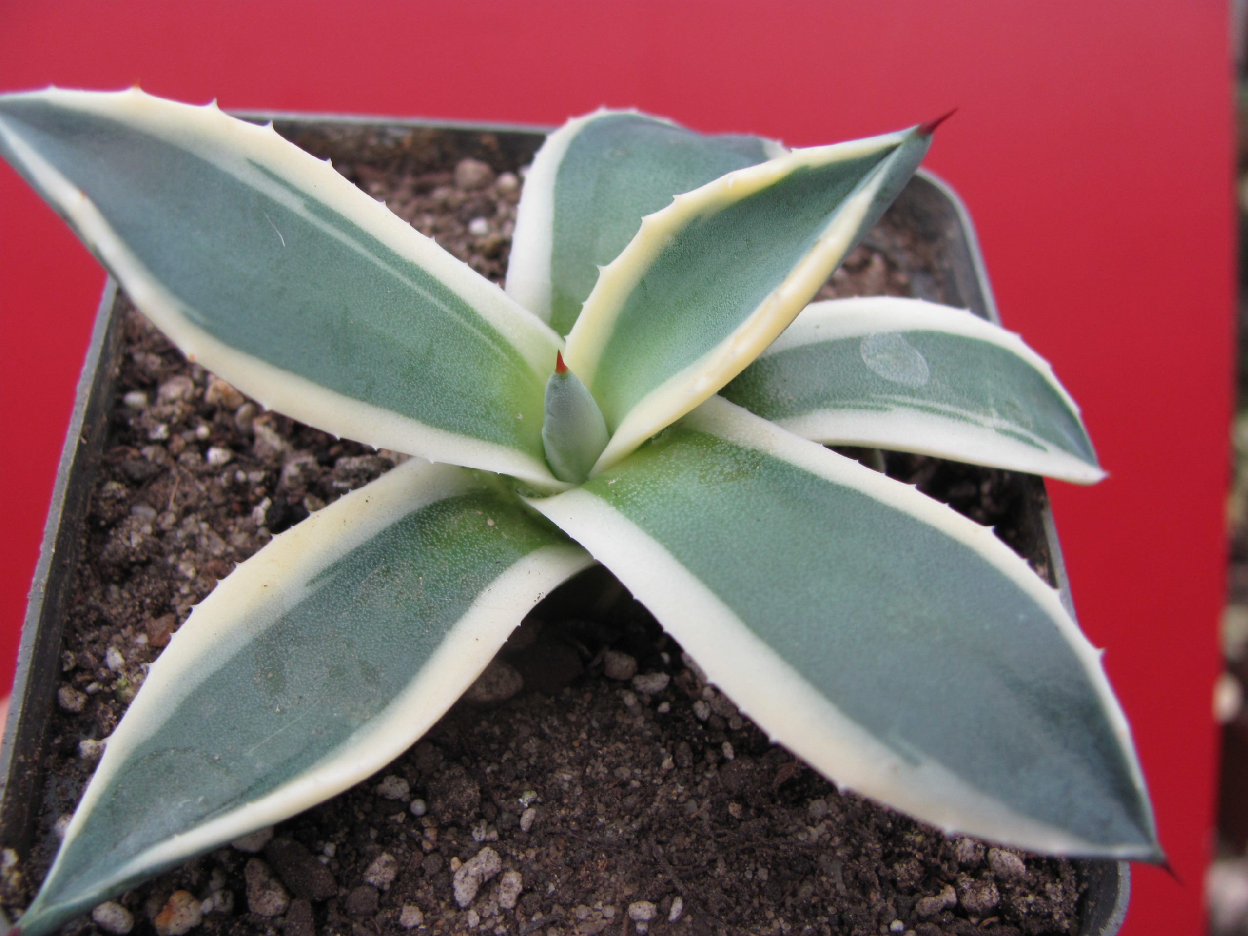 Echeveria pattonii variegata