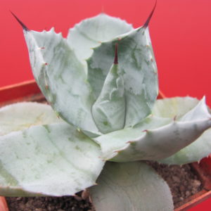 Agava   potatorum    Plapp