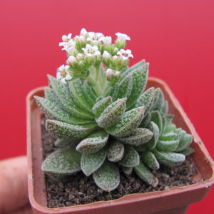 Crassula  Frosty