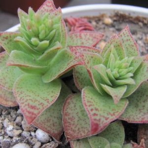 Crassula    hybr.