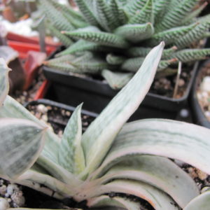 Gasteria   *Fuji Yuki*  variegata