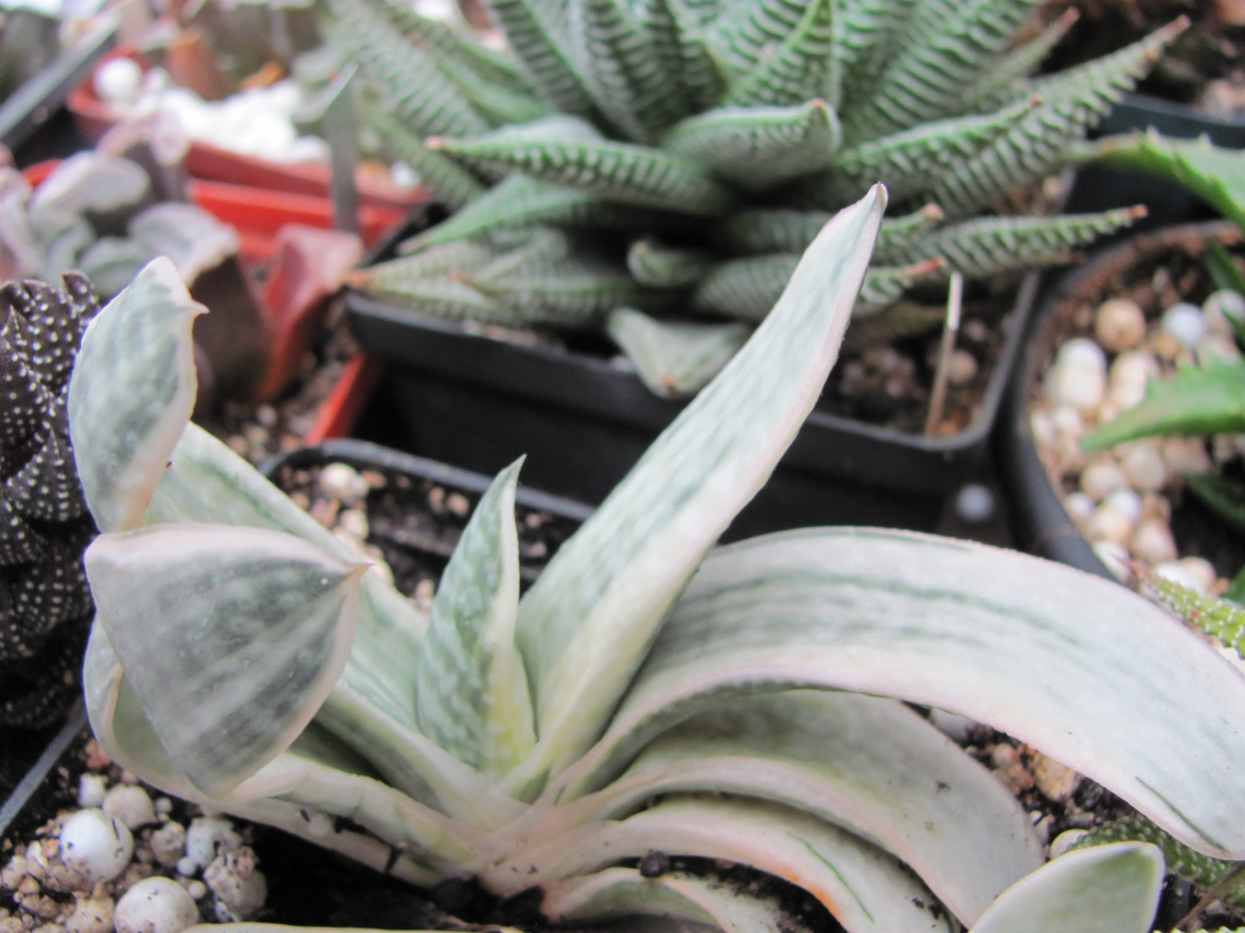 Gasteria   *Fuji Yuki*  variegata