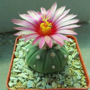 astrophytum asterias rote blüte
