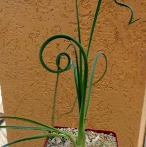 albuca spiralis