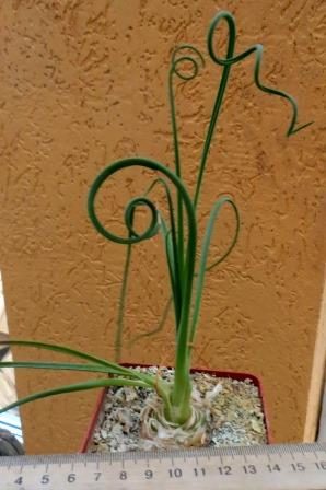 albuca spiralis