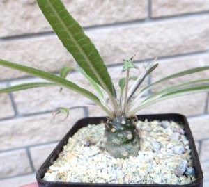 dorstenia crispa lancifolia