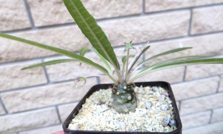 dorstenia crispa lancifolia