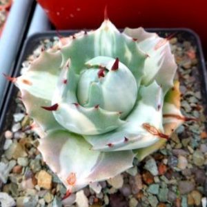 agave potatorum ouhi-raijin variegata