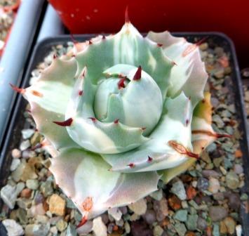 agave potatorum ouhi-raijin variegata