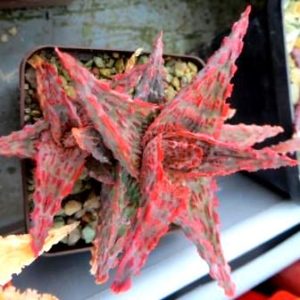 aloe TCT hybrid дітка