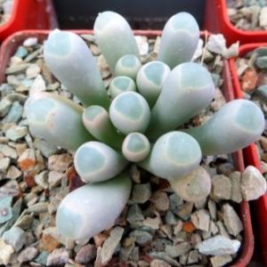 fenestraria rhopalophylla