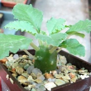 dorstenia lavrani