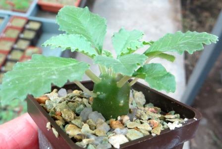 dorstenia lavrani