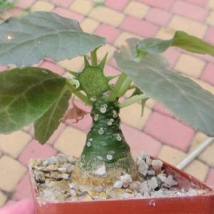 dorstenia foetida