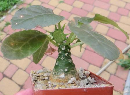 dorstenia foetida
