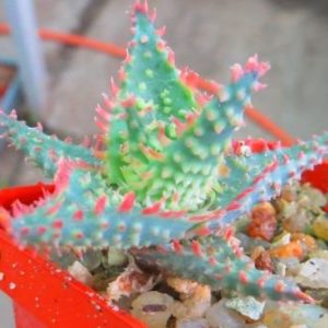 aloe TCT hybrid