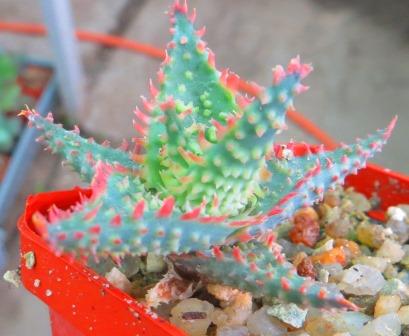 aloe TCT hybrid