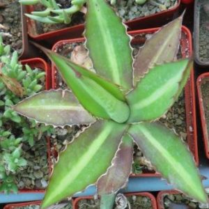 agave lophantha splendida