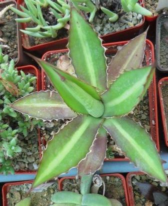 agave lophantha splendida